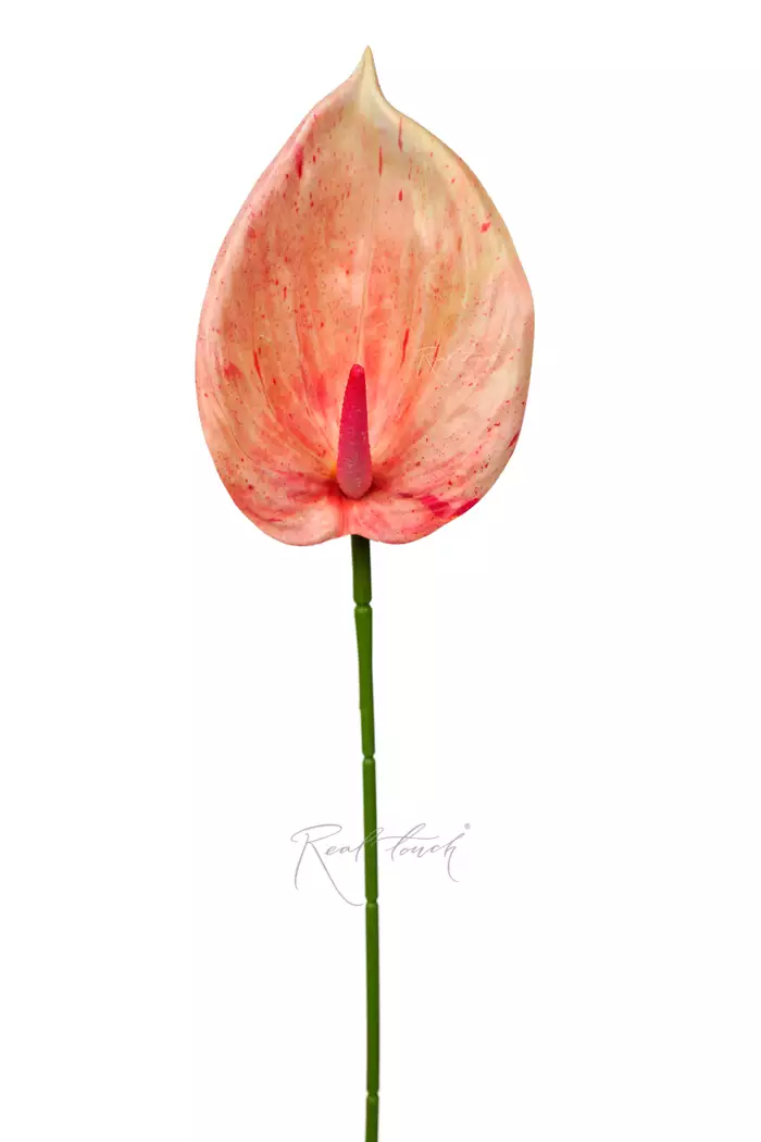 Антуриум 3D - Розово-желтый