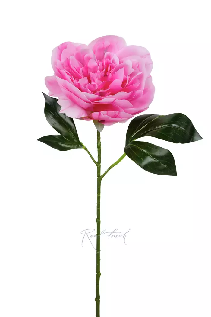 Пион - Розово-фиолетовый Пион - Розово-фиолетовый