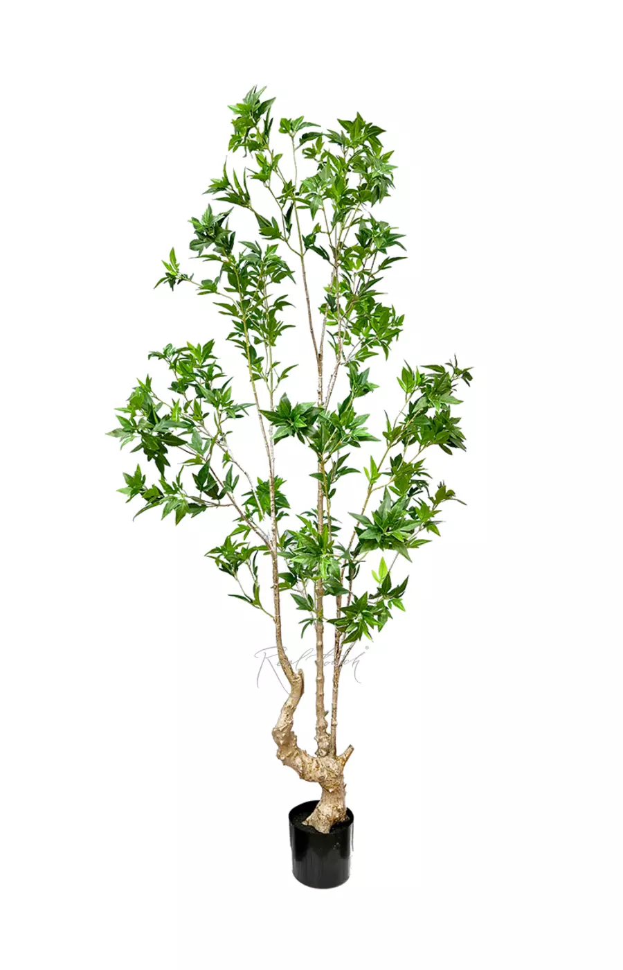 Японский клен 190см - Зеленый