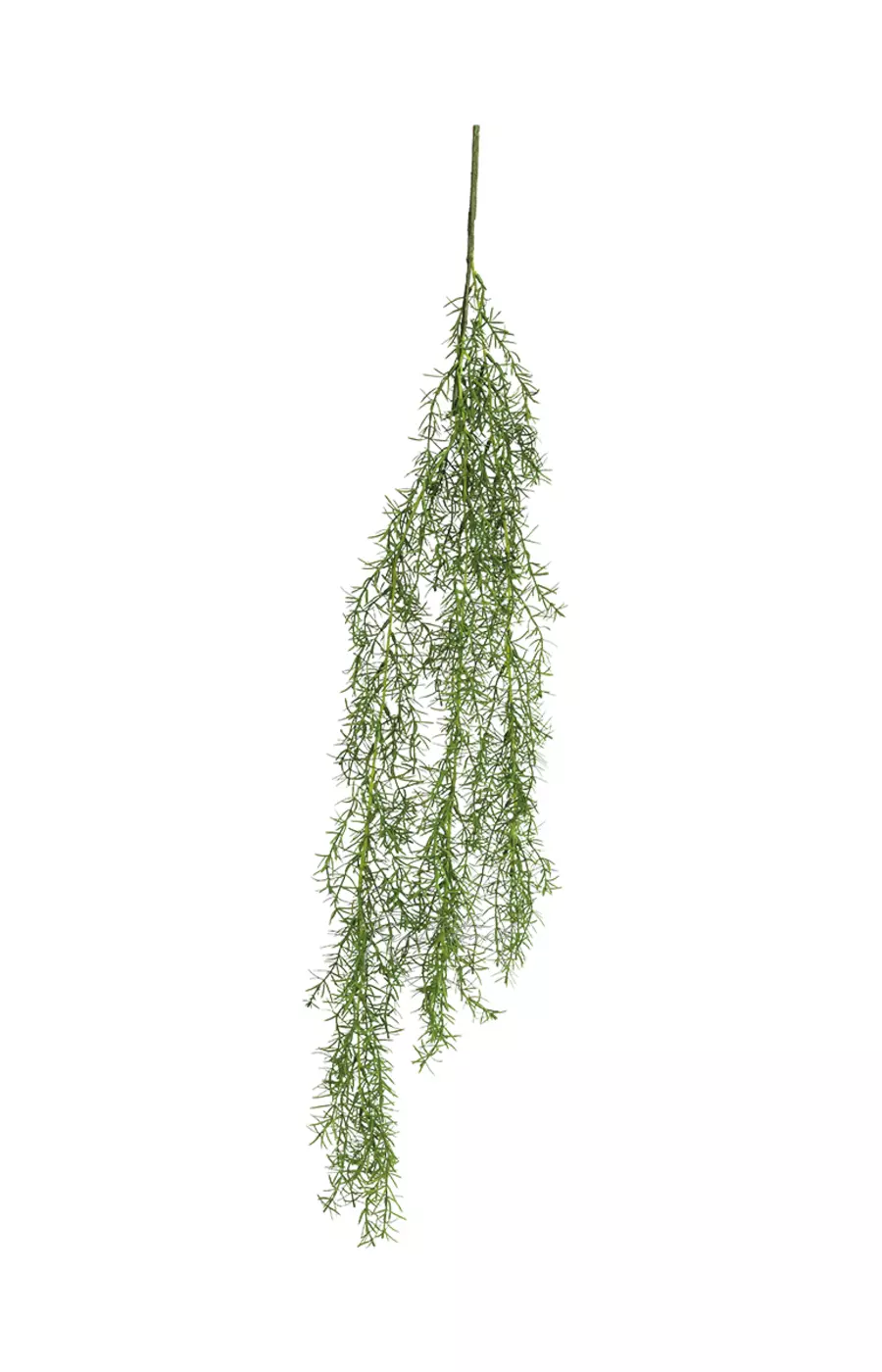 Аспарагус Шпренгера 98см - Зеленый