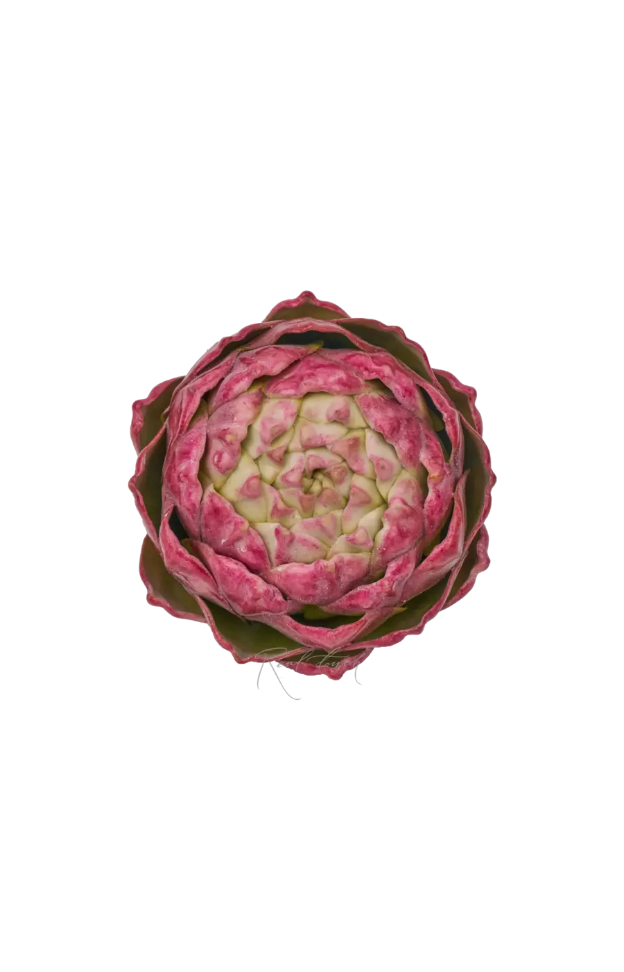 Артишок круглый - Светло-фиолетовый