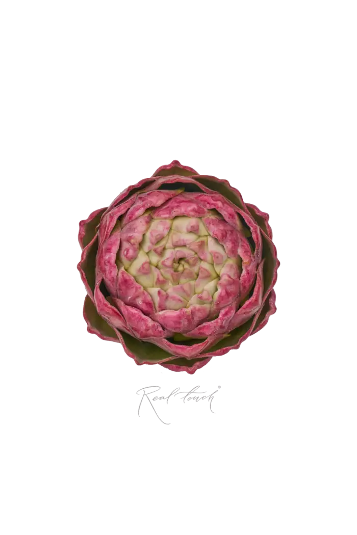 Артишок круглый - Светло-фиолетовый