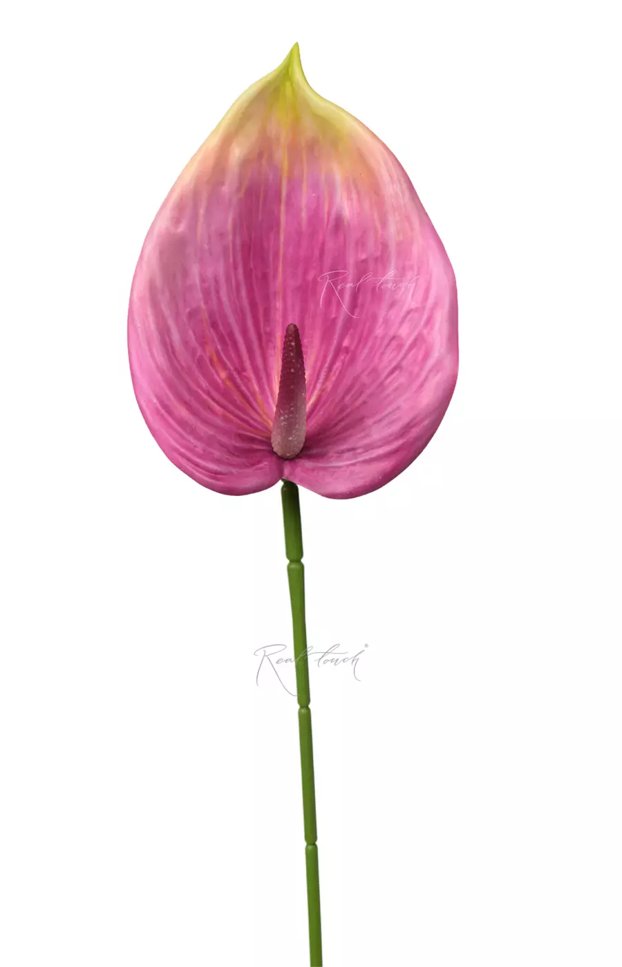 Антуриум 3D - Зелено-фиолетовый