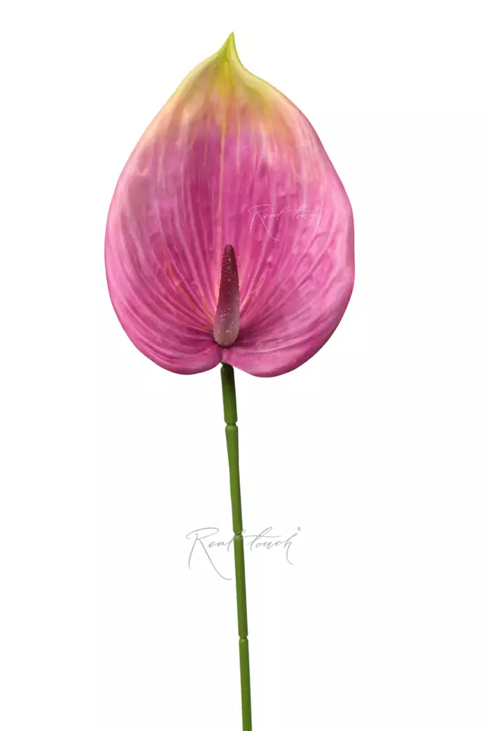 Антуриум 3D - Зелено-фиолетовый