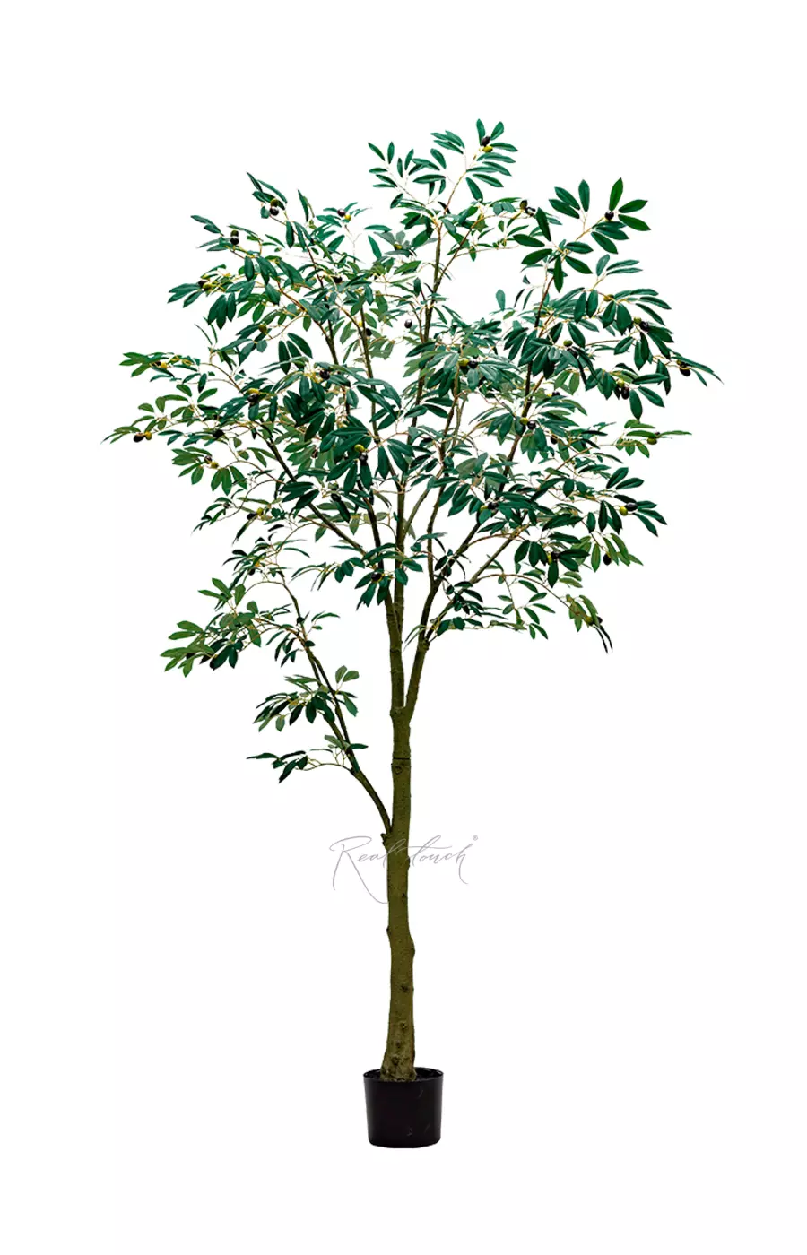 Олива Leccino 210см - Зеленый