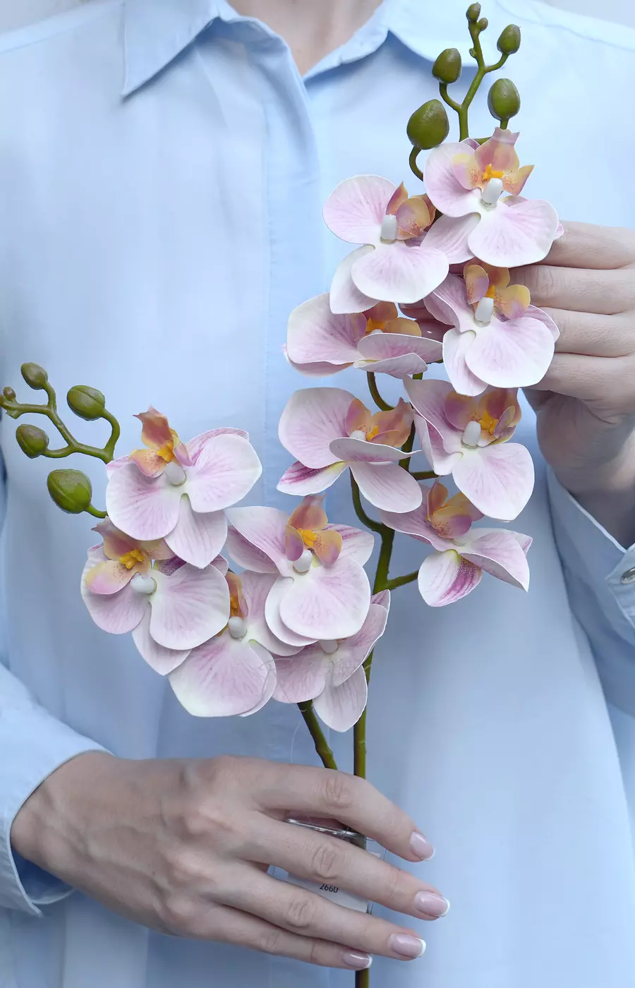 Орхидея фаленопсис малая (2 ветки 12 соц.)  - Розовый