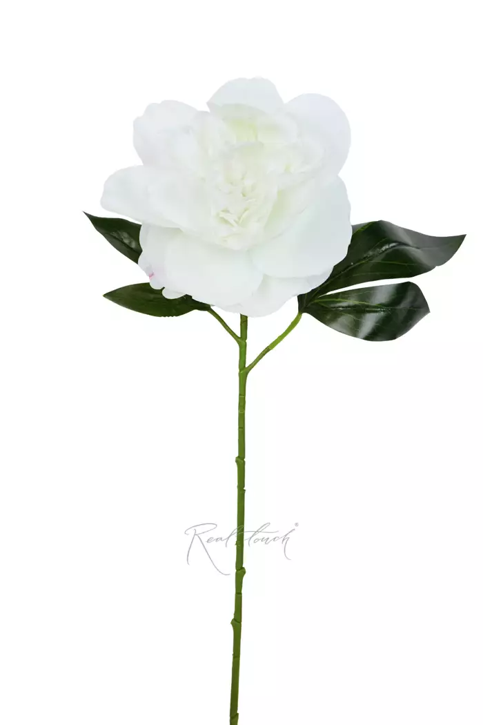 Пион - Белый Пион - Белый