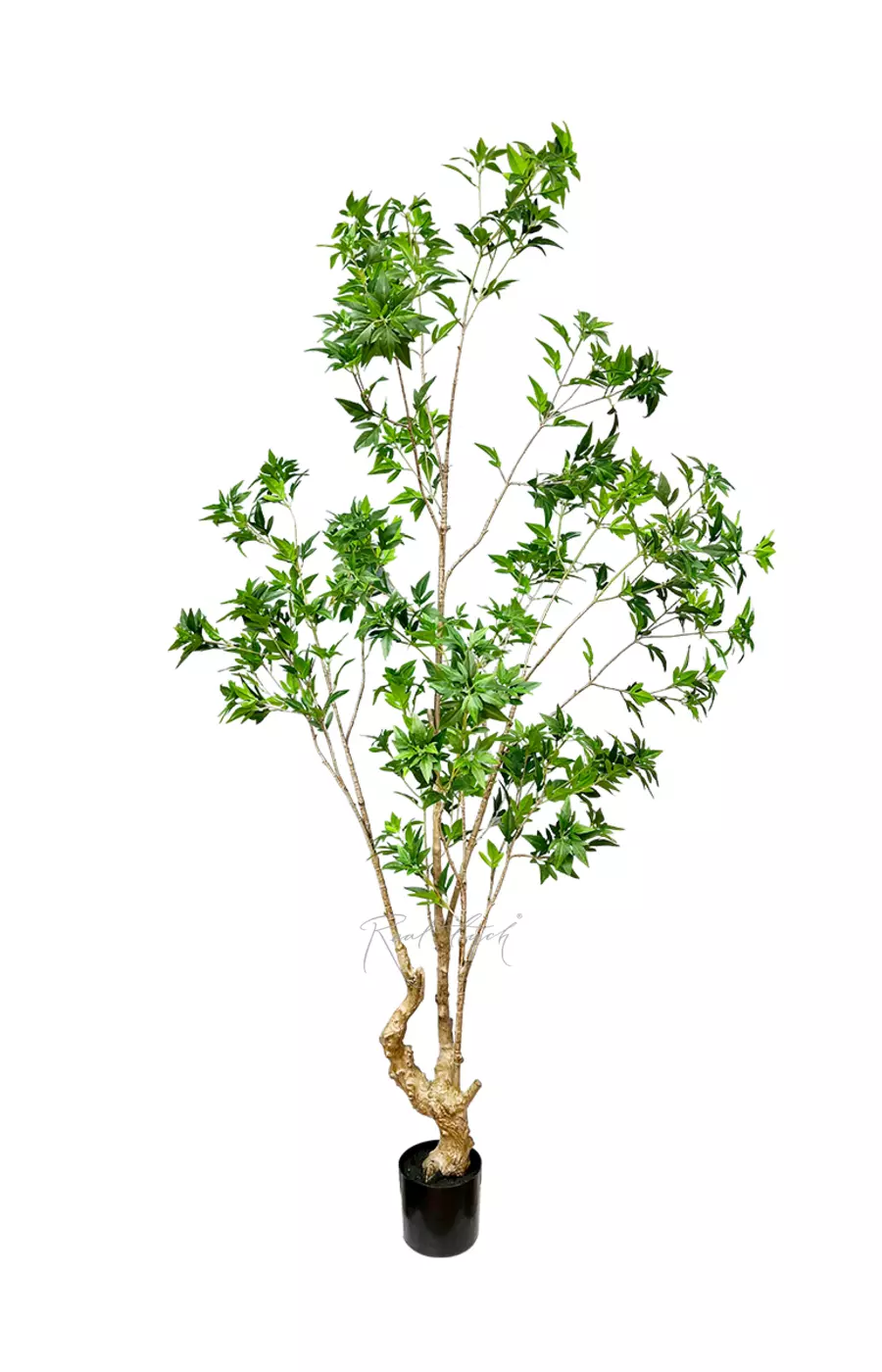 Японский клен 210см - Зеленый