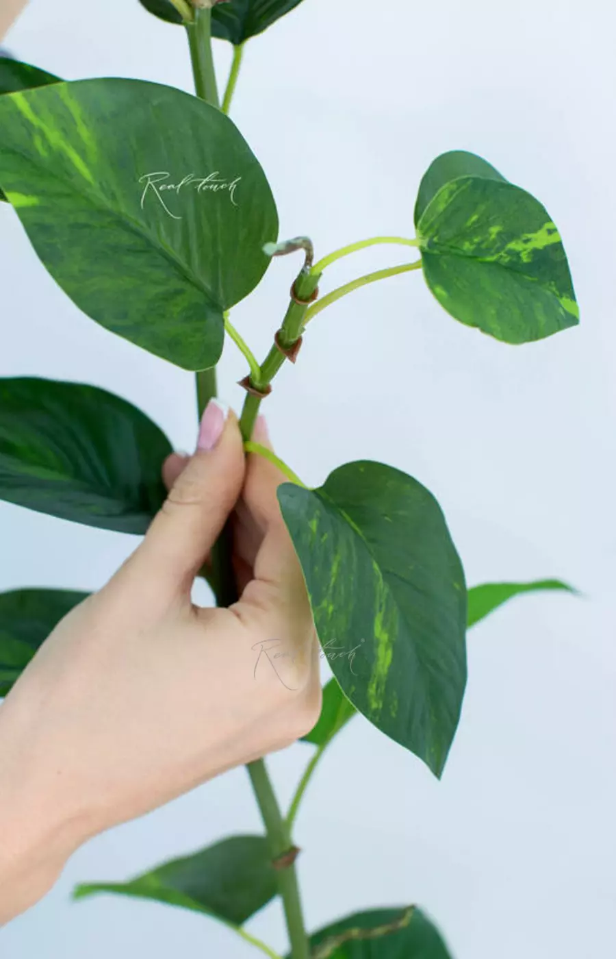 Потос лиана 185см - Зеленый