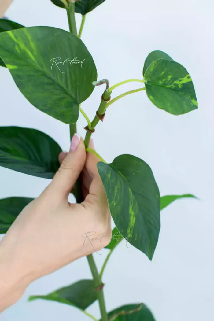 Потос лиана 185см - Зеленый Потос лиана 185см - Зеленый