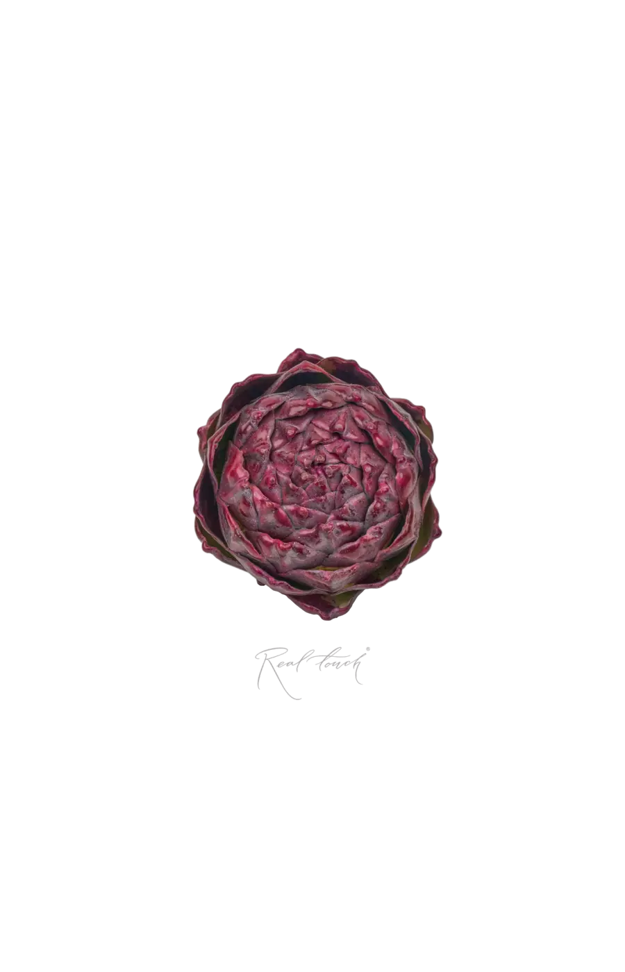 Артишок круглый - Бордо