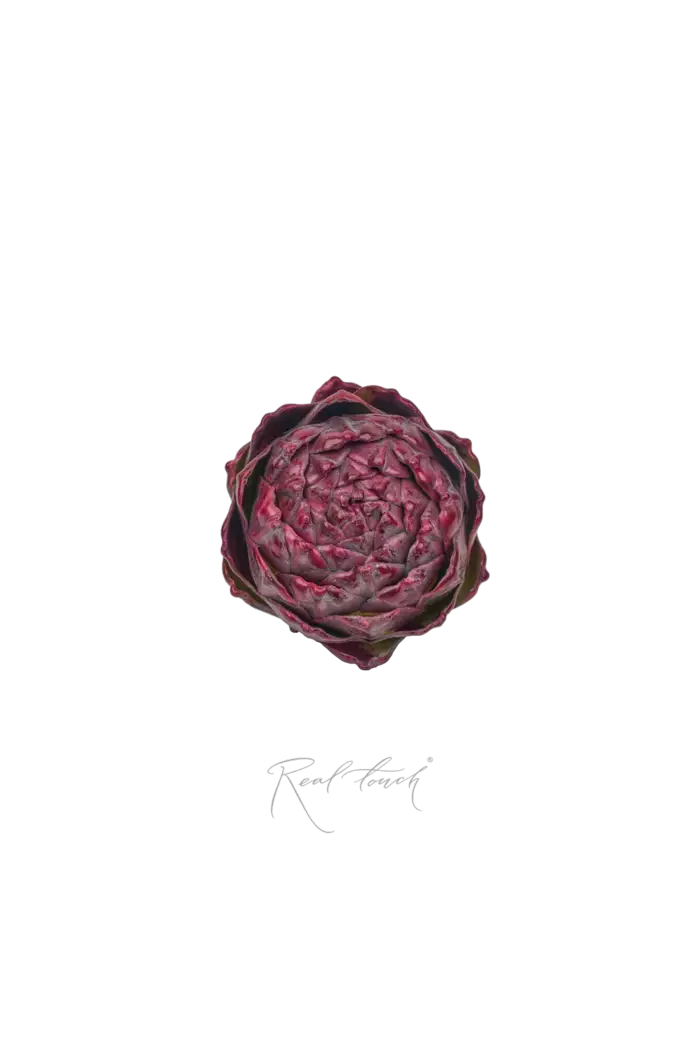 Артишок круглый - Бордо