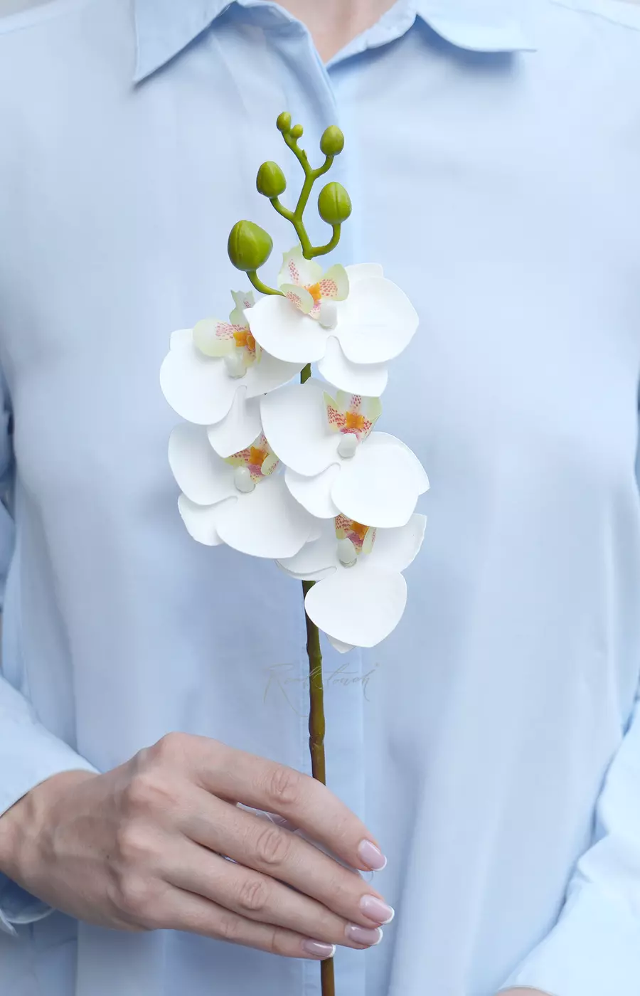 Орхидея фаленопсис малая (1 ветка 5 соц.)  - Белый