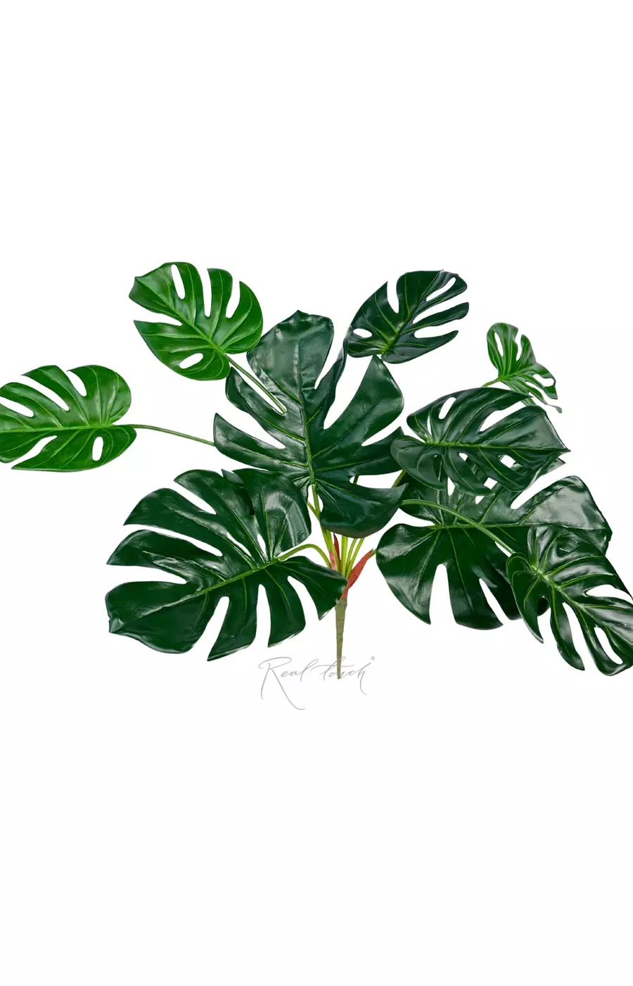 Куст Монстеры (9 листьев) - Зеленый