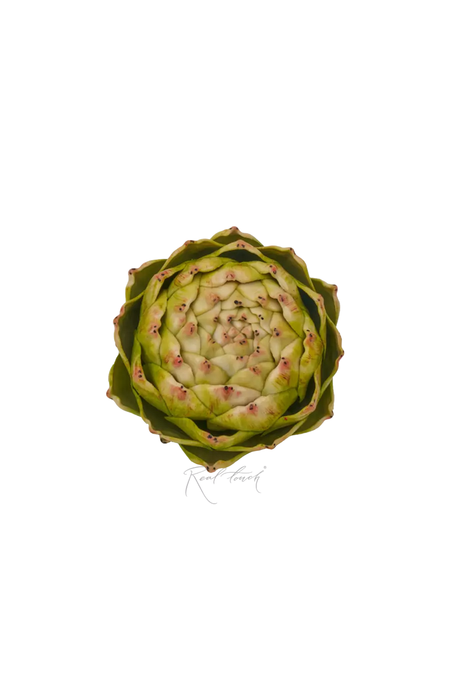 Артишок круглый - Зеленый