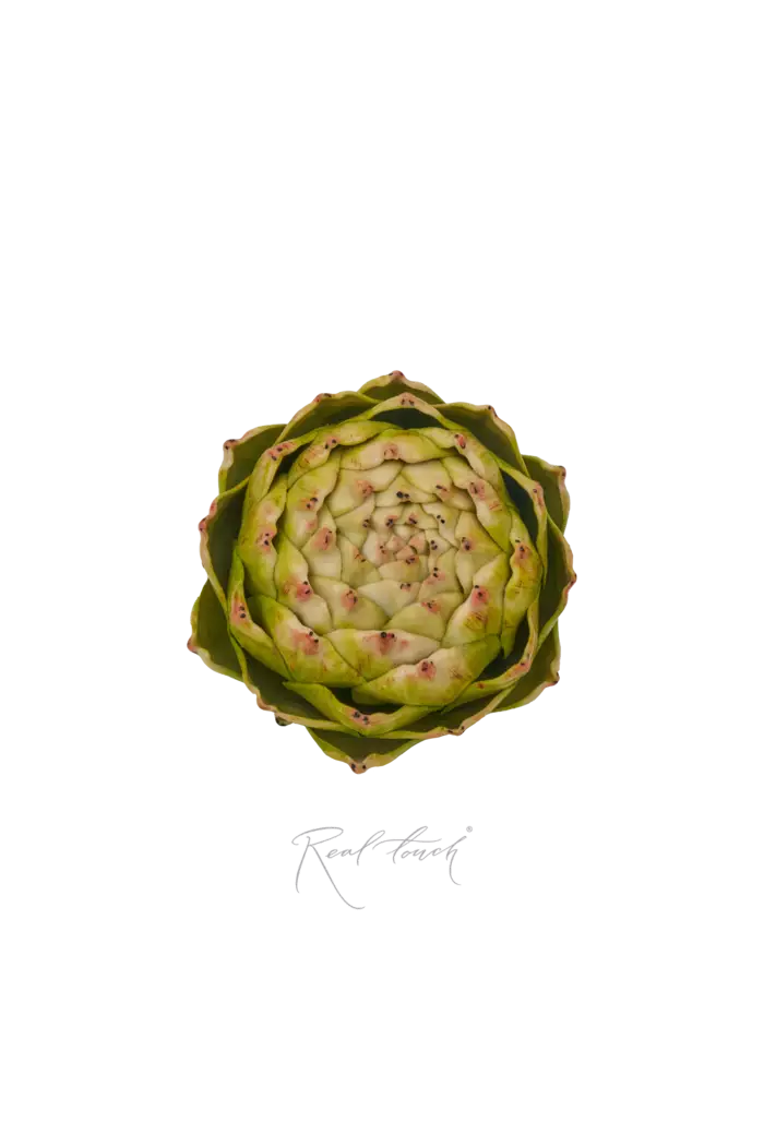 Артишок круглый - Зеленый