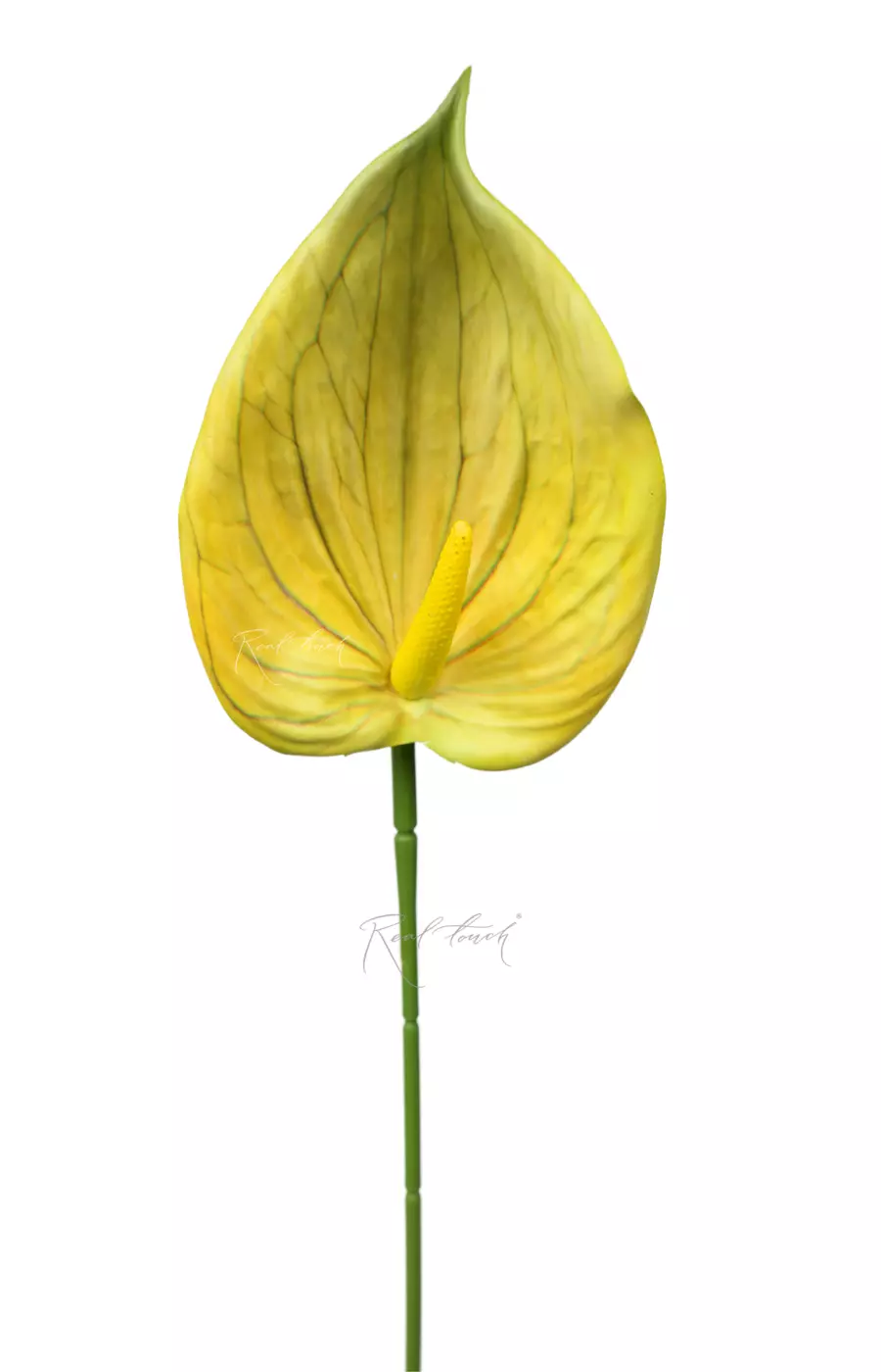 Антуриум 3D - Желто-зеленый