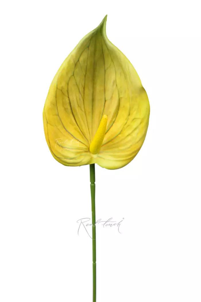 Антуриум 3D - Желто-зеленый