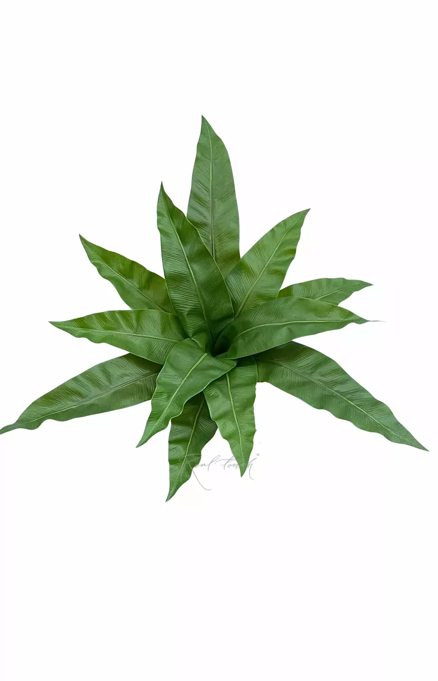 Асплениум куст из 12 листьев средний - Зеленый