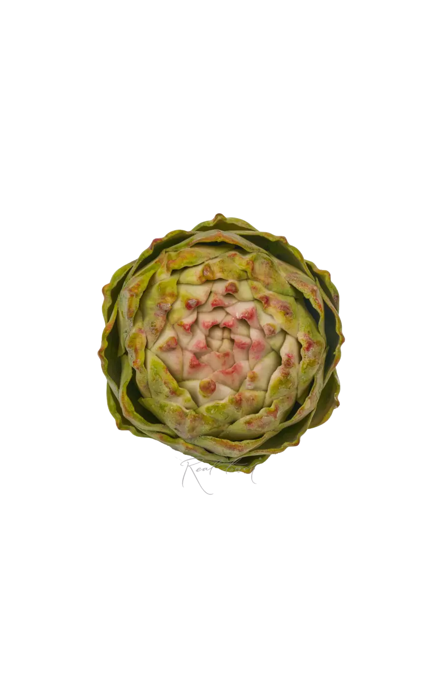 Артишок круглый - Зелено-розовый