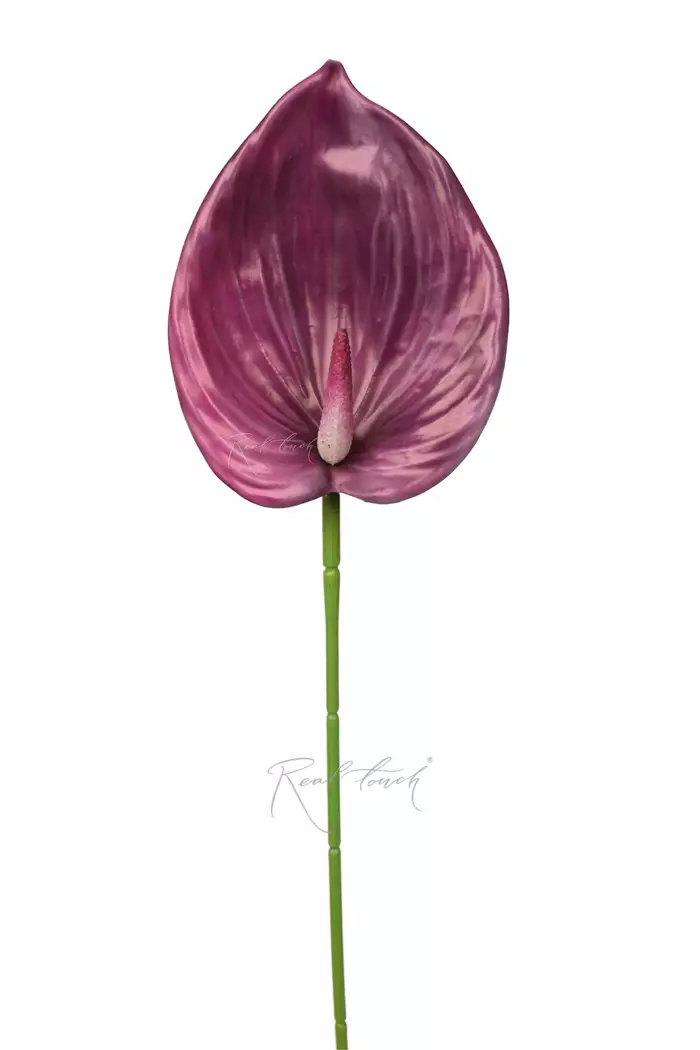 Антуриум 3D - Темно-фиолетовый