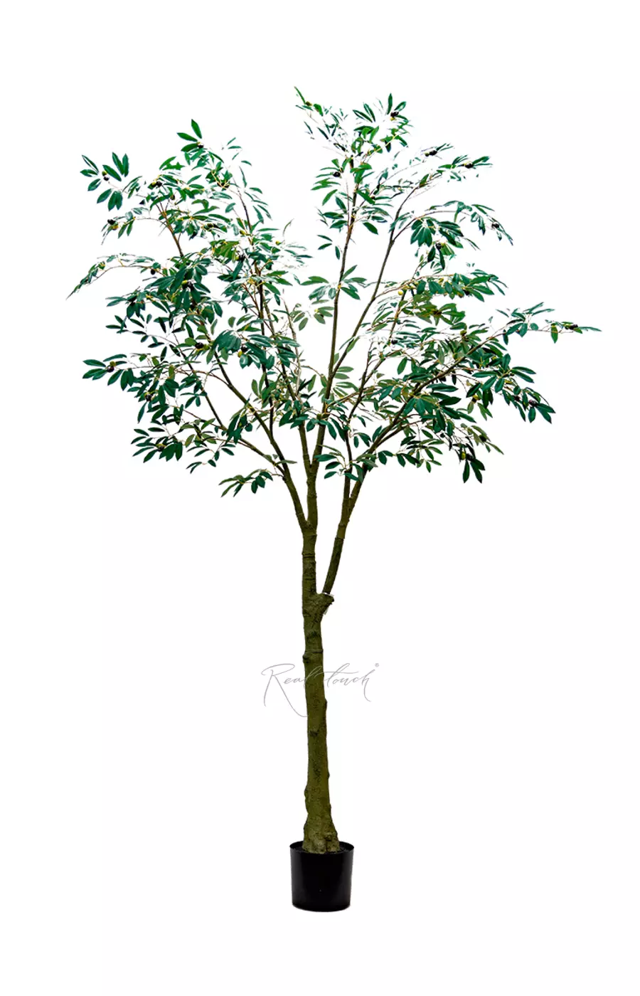 Олива Leccino 240см - Зеленый