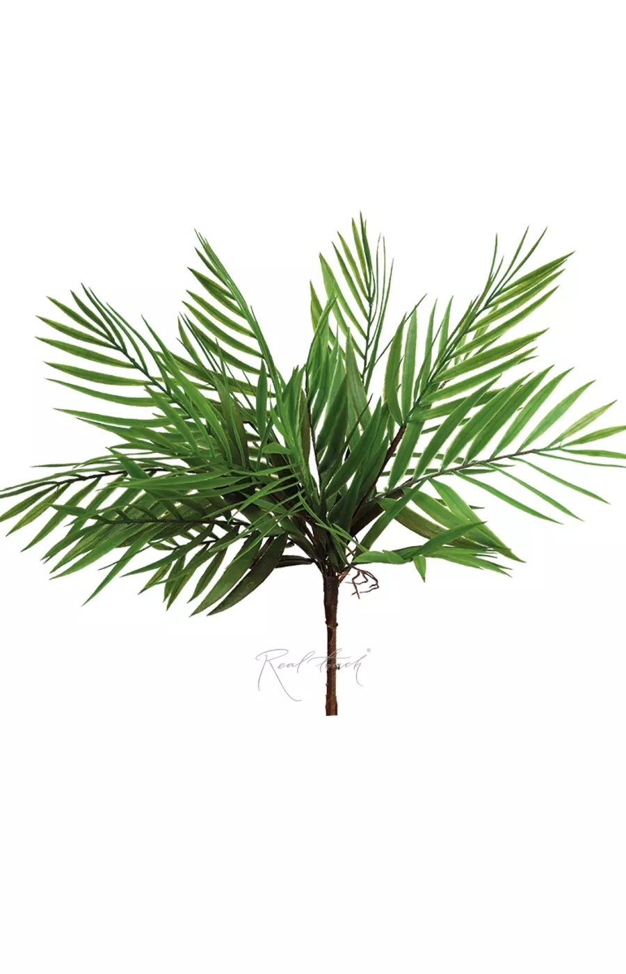 Бамбуковая пальма - Зеленый