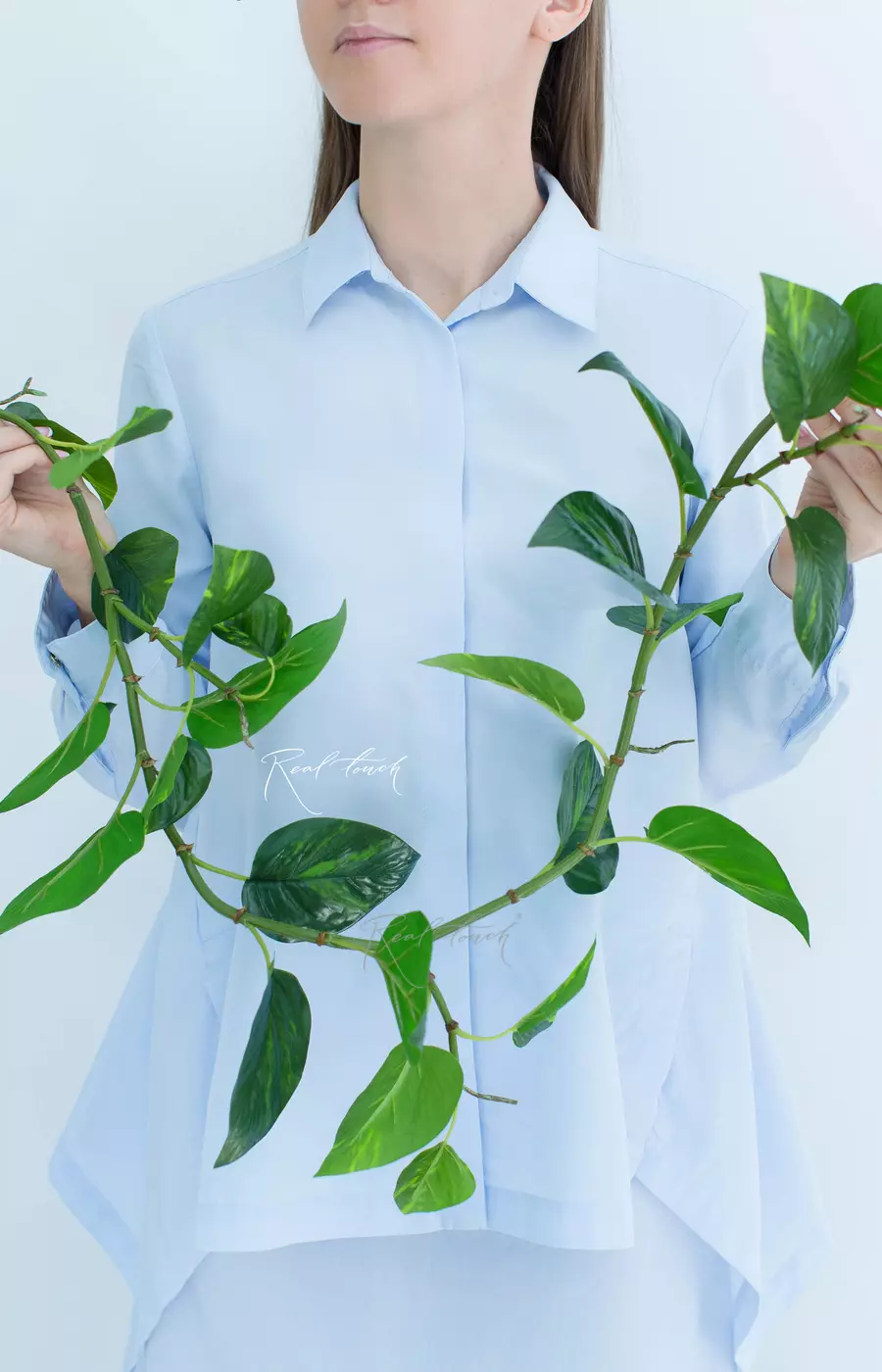 Эпипремнум Золотистый (Потос) лиана  - Зеленый