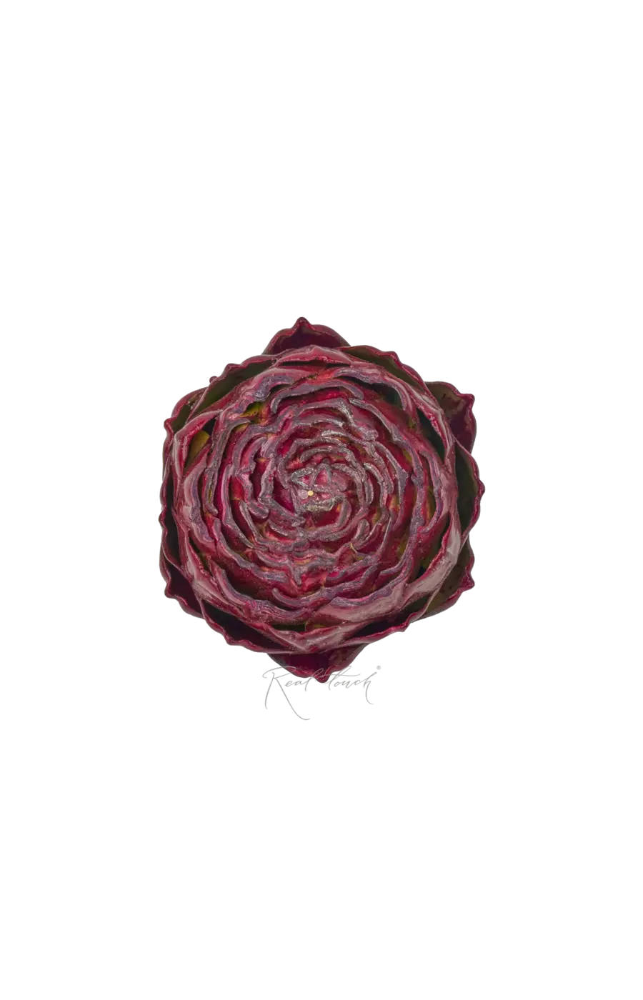 Артишок плоский - Бордо