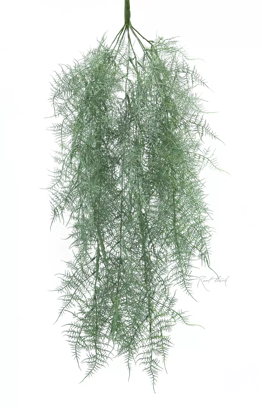 Аспарагус тончайший 105 см - Пыльно-зеленый