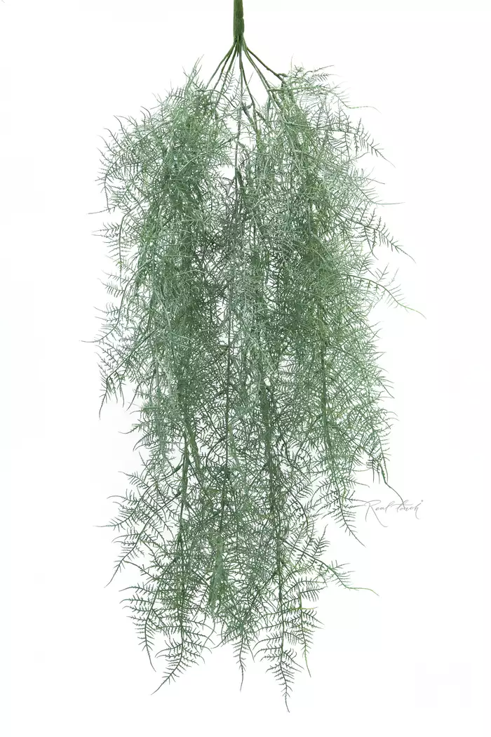Аспарагус тончайший 105 см - Пыльно-зеленый