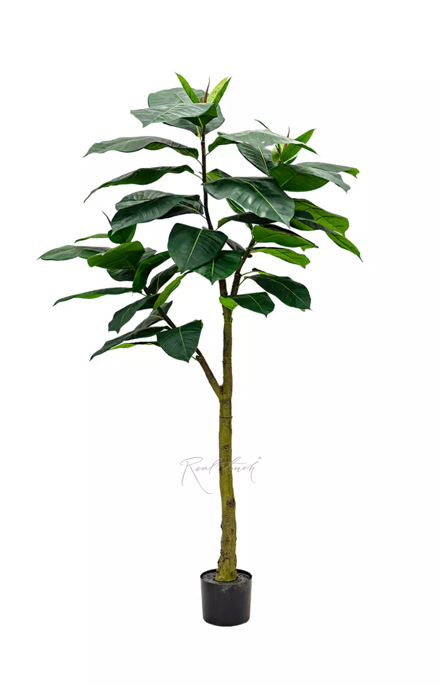 Фикус Эластика Абиджан 180см - Зеленый