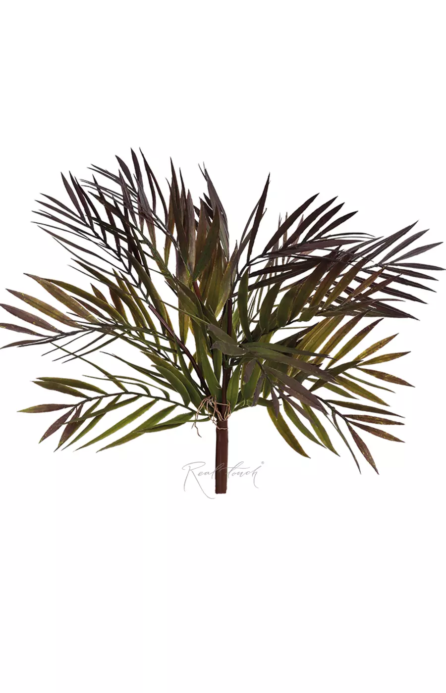 Бамбуковая пальма - Зелено-фиолетовый