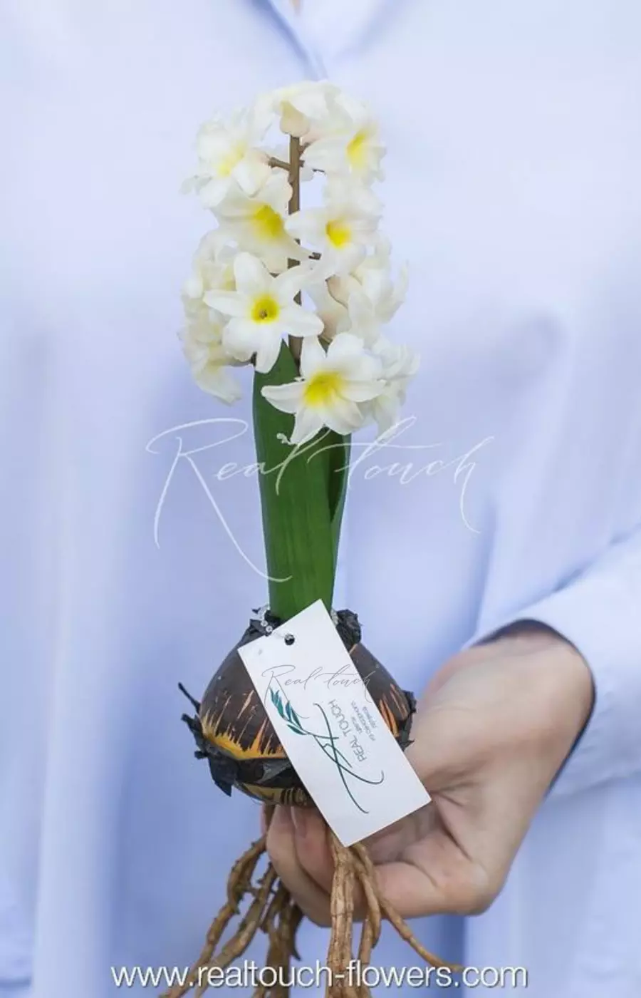 Гиацинт открытый с луковицей - Белый