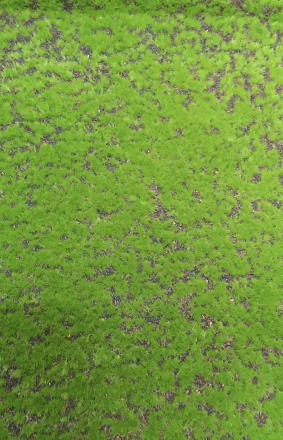 Коврик мха на войлоке 043, 2*1 м - Зеленый