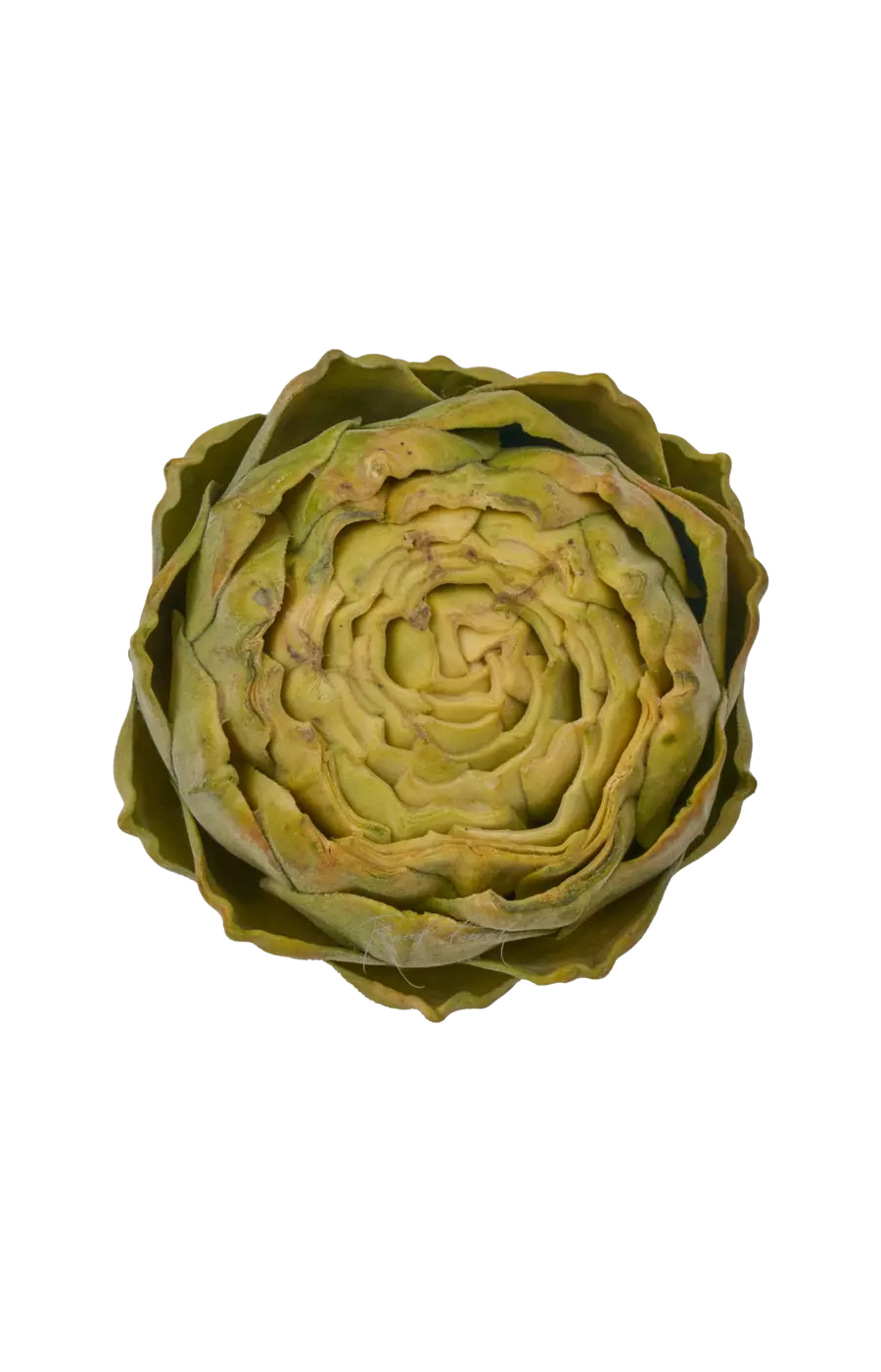 Артишок плоский - Зеленый