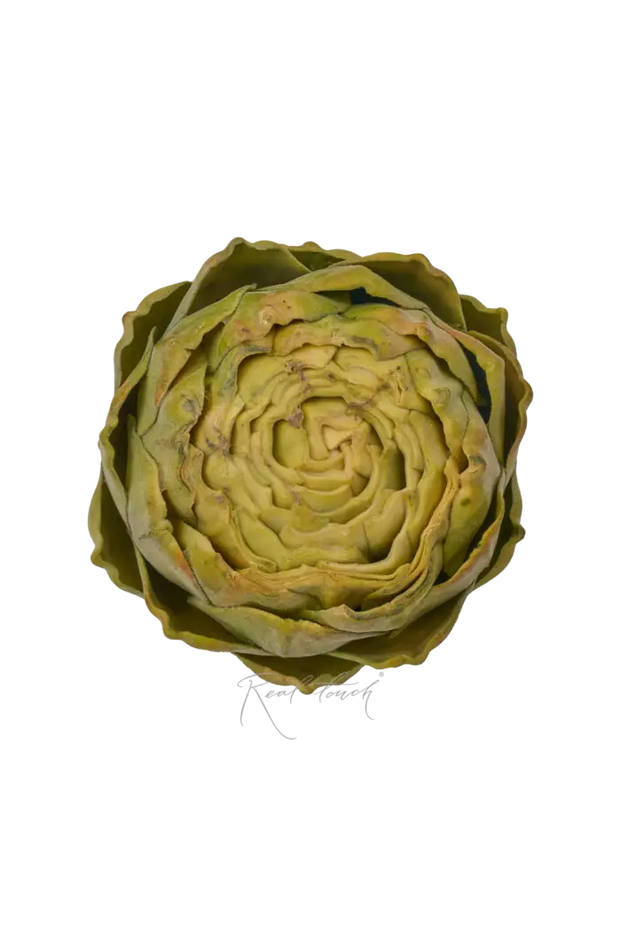 Артишок плоский - Зеленый