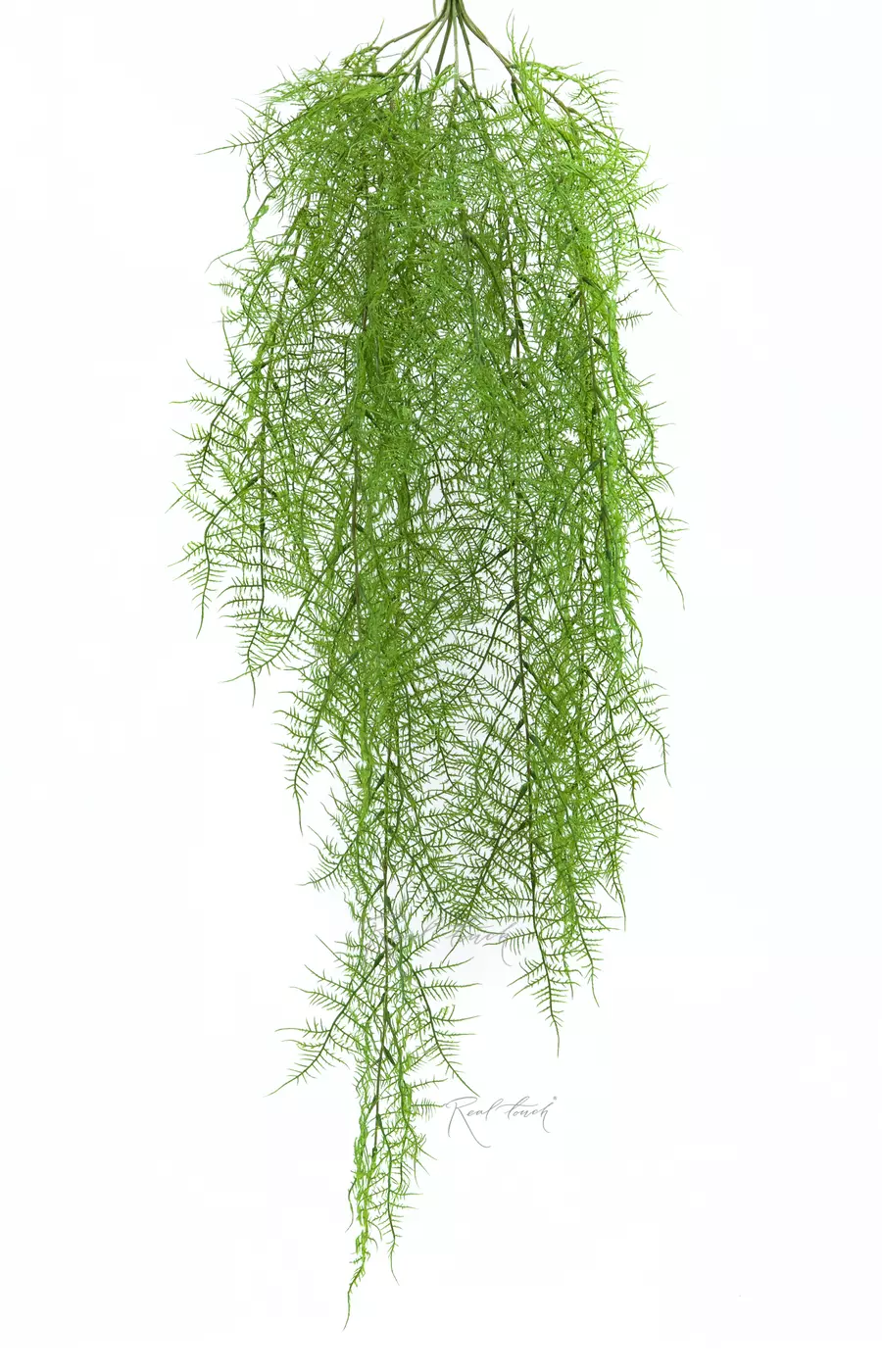 Аспарагус тончайший 105 см - Зеленый