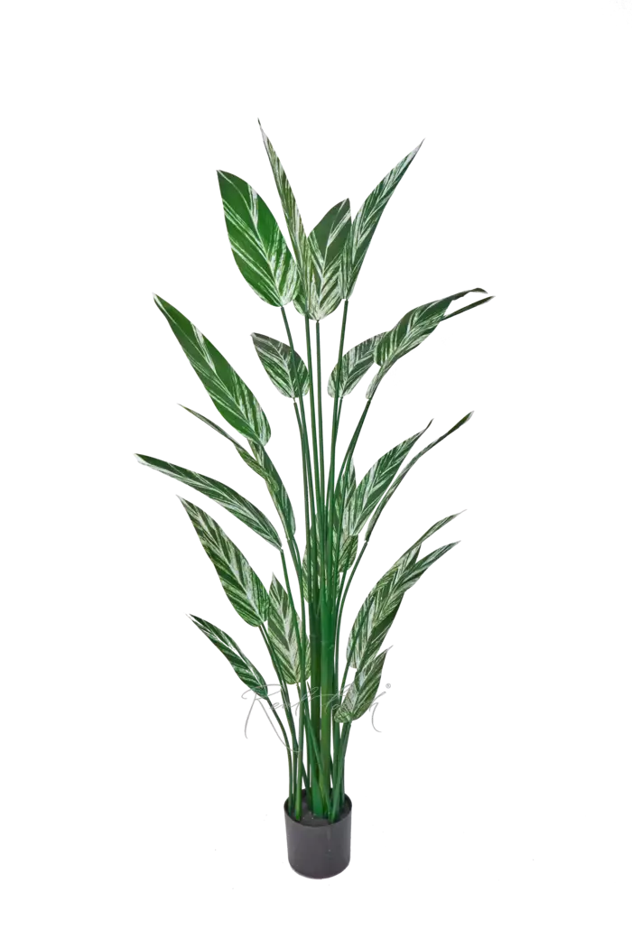 Стрелиция вариегатная 180см - Бело-зеленый Стрелиция вариегатная 180см - Бело-зеленый