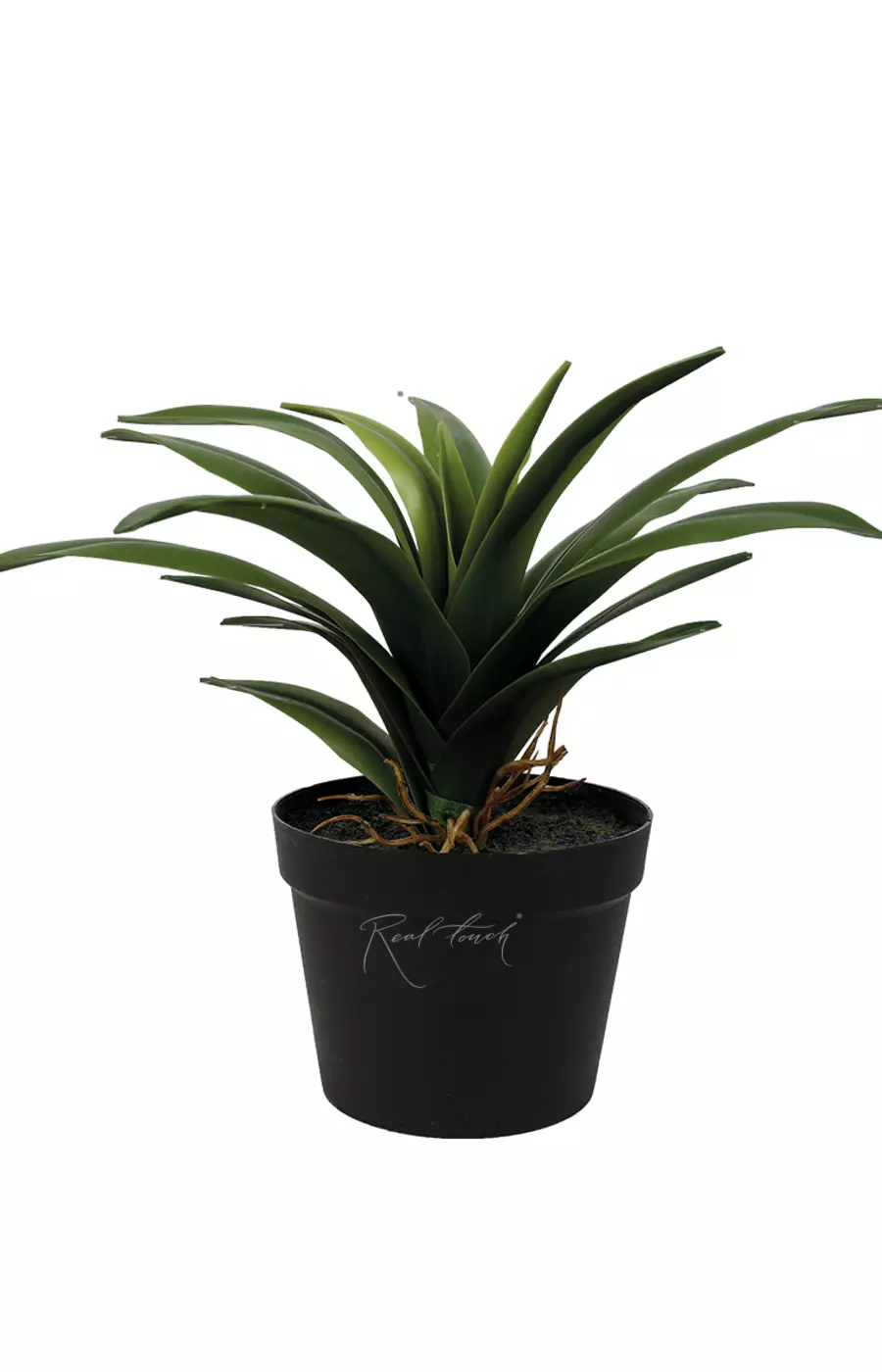 Агава десметиана мини в кашпо, 18 листьев - Зеленый