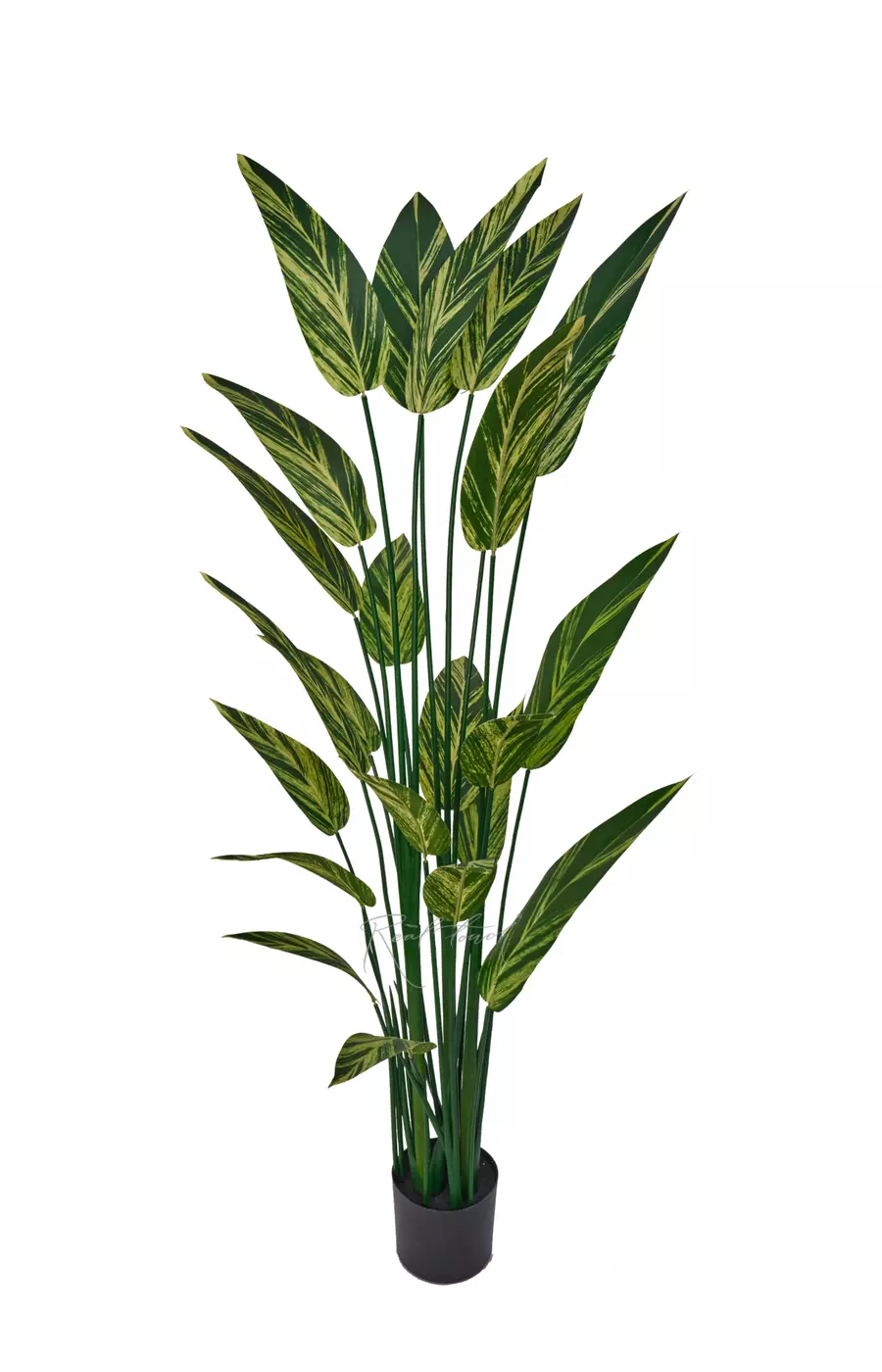 Стрелиция вариегатная 180см - Зелено-желтый Стрелиция вариегатная 180см - Зелено-желтый