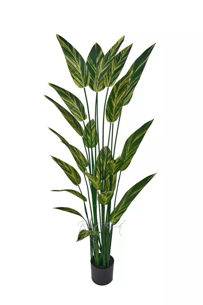 Стрелиция вариегатная 180см - Зелено-желтый