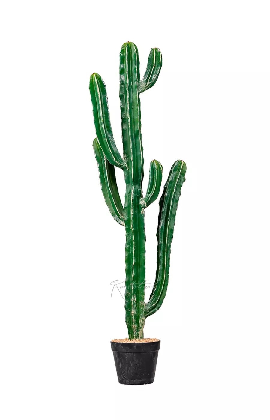 Кактус Цереус Ямакару 105см - Темно-зеленый Кактус Цереус Ямакару 105см - Темно-зеленый