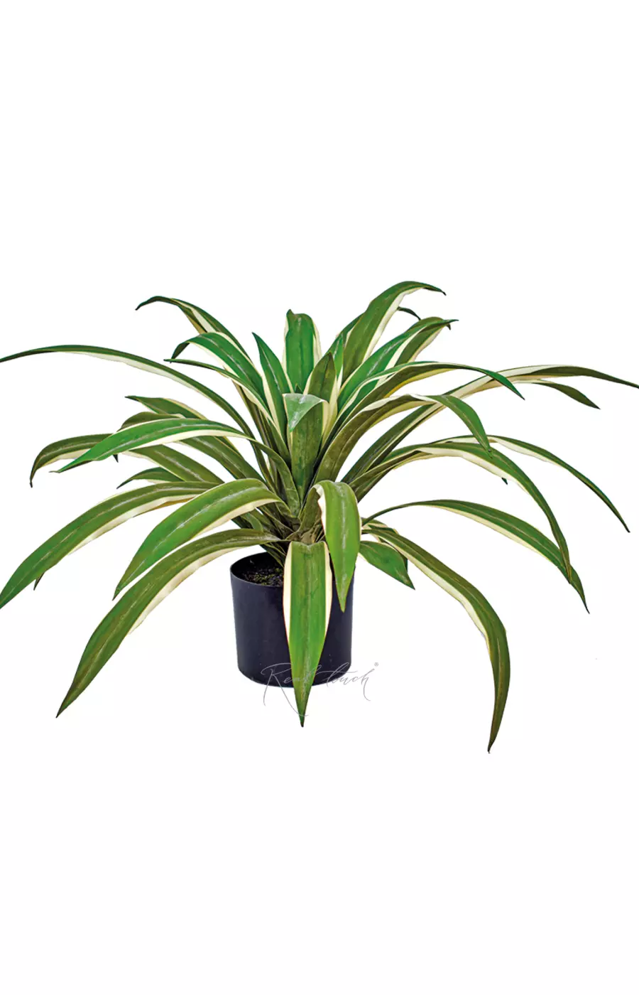 Юкка глариоза из 41 листа в кашпо (60см) - Зеленый Юкка глариоза из 41 листа в кашпо (60см) - Зеленый