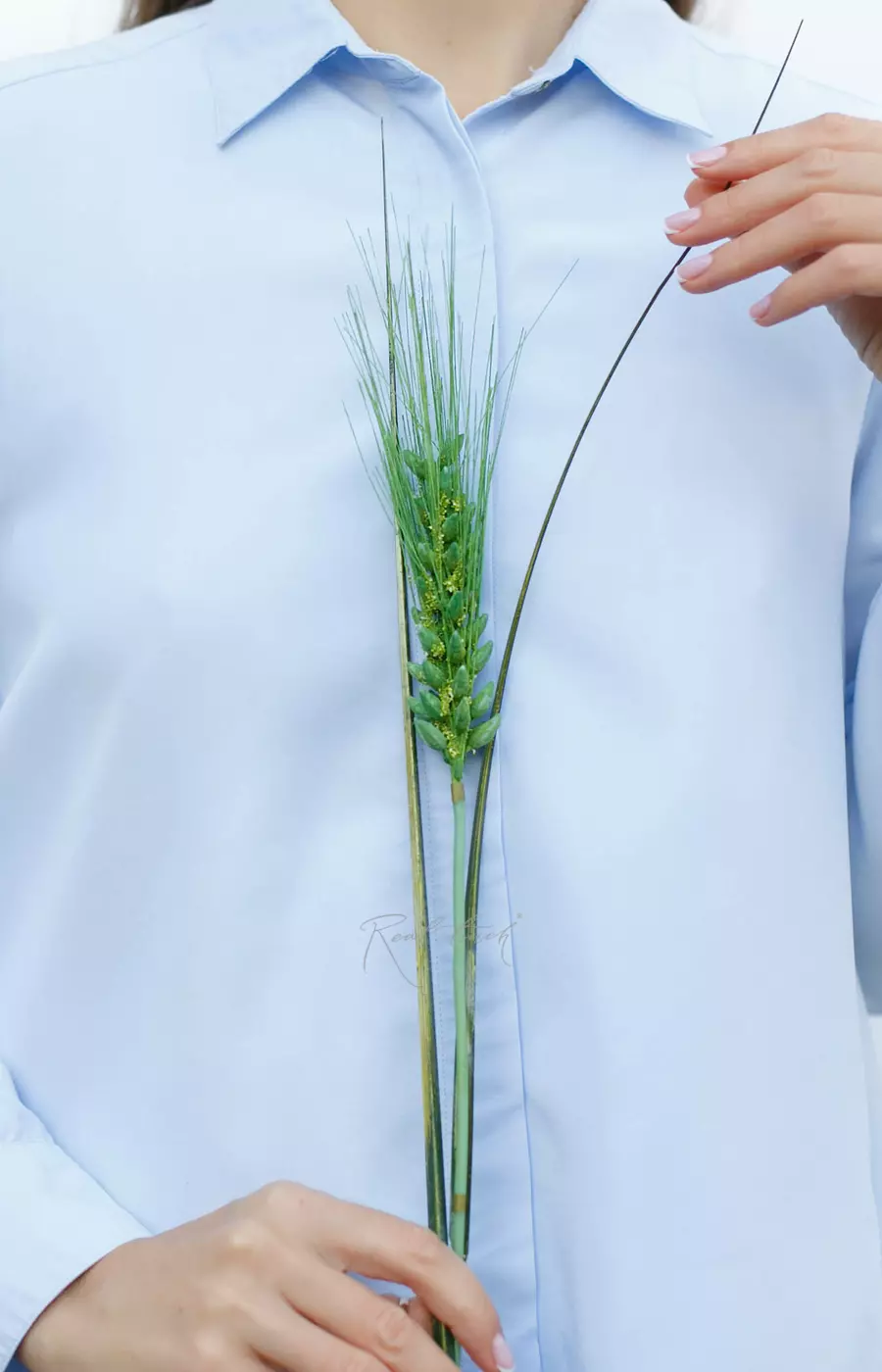 Колос пшеницы - Зеленый Колос пшеницы - Зеленый