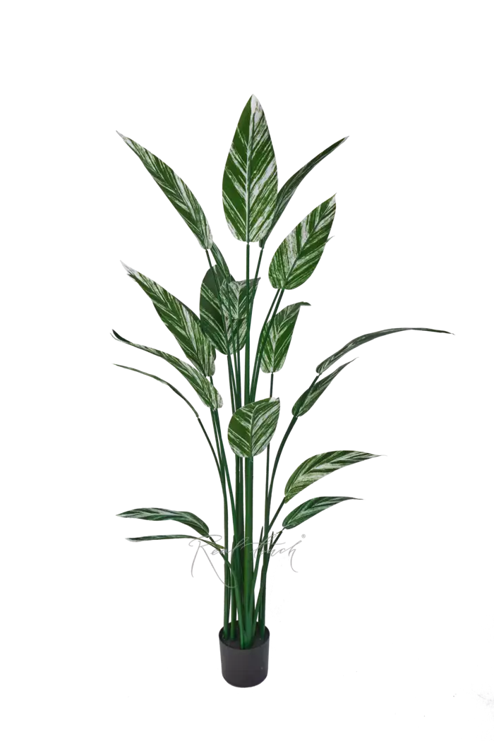 Стрелиция вариегатная 160см - Бело-зеленый Стрелиция вариегатная 160см - Бело-зеленый