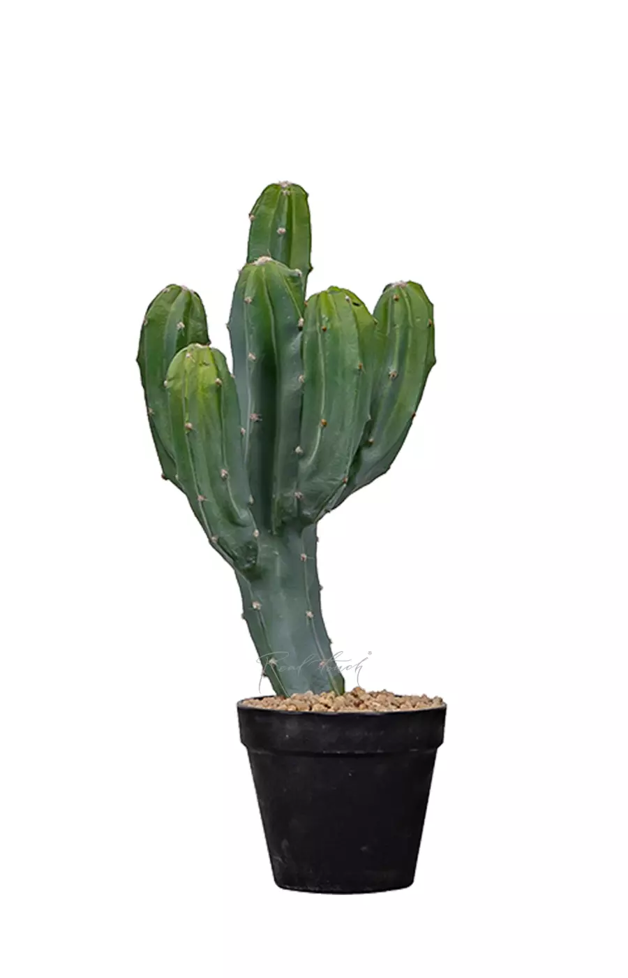 Кактус Цереус Мексиканский 43см - Зеленый
