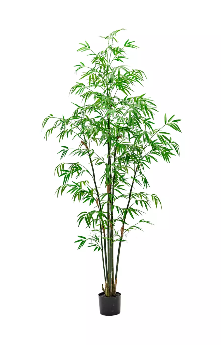 Бамбук (Листоколосник бамбуковый) 180см - Зеленый