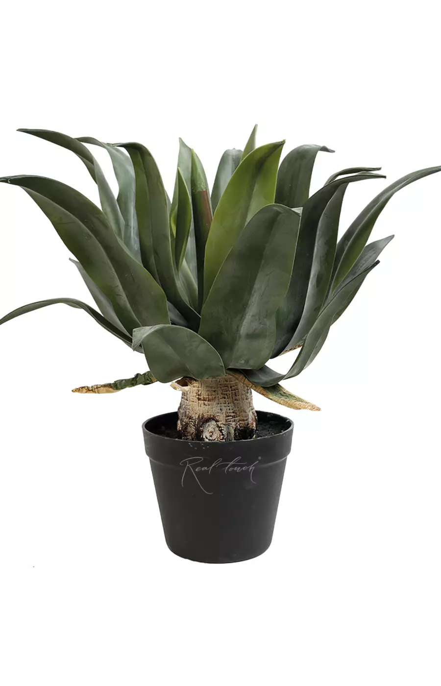 Агава аттенуата с напылением в кашпо 50см - Зеленый