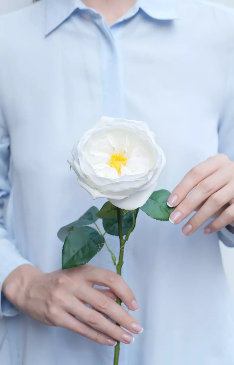 Роза Дэвида Остина Пилигрим малая - Белый